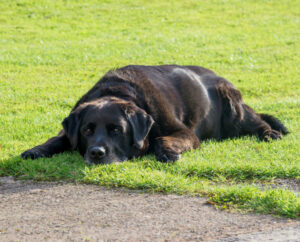 az_elhizas_veszelyei_1