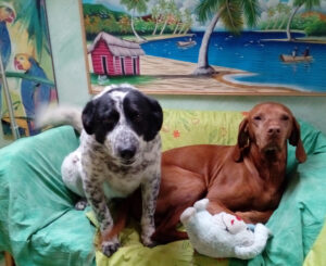 kiegyensulyozott_kutya_1