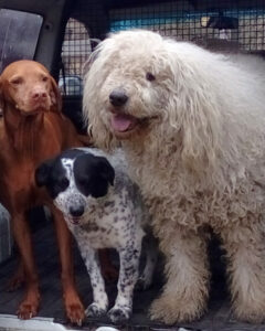 kiegyensulyozott_kutya_2